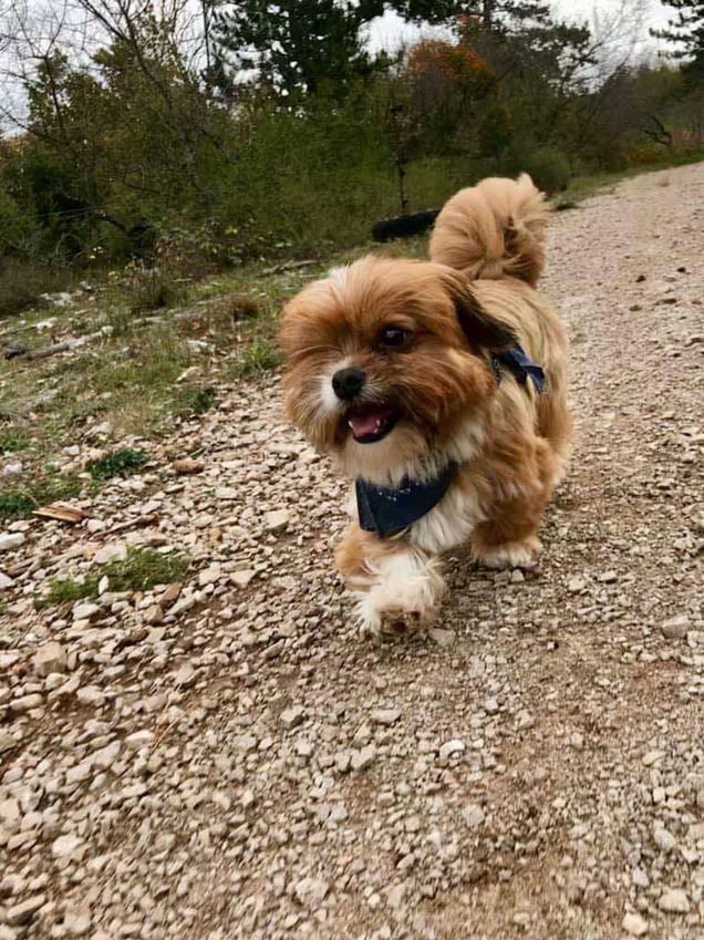 Illustration de l'article : La métamorphose de Frodo, ce chien atteint de la gale